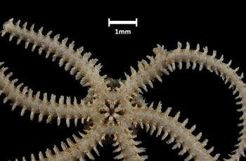 Media type: image;   Invertebrate Zoology OPH-5039 Aspect: disc-ventral